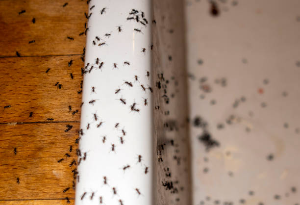 Best Flea Control Services  in Benton, AR