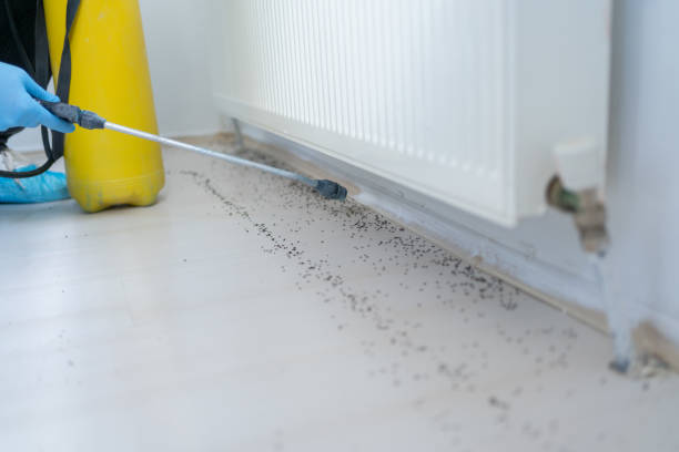 Best Rat Extermination Near Me  in Benton, AR